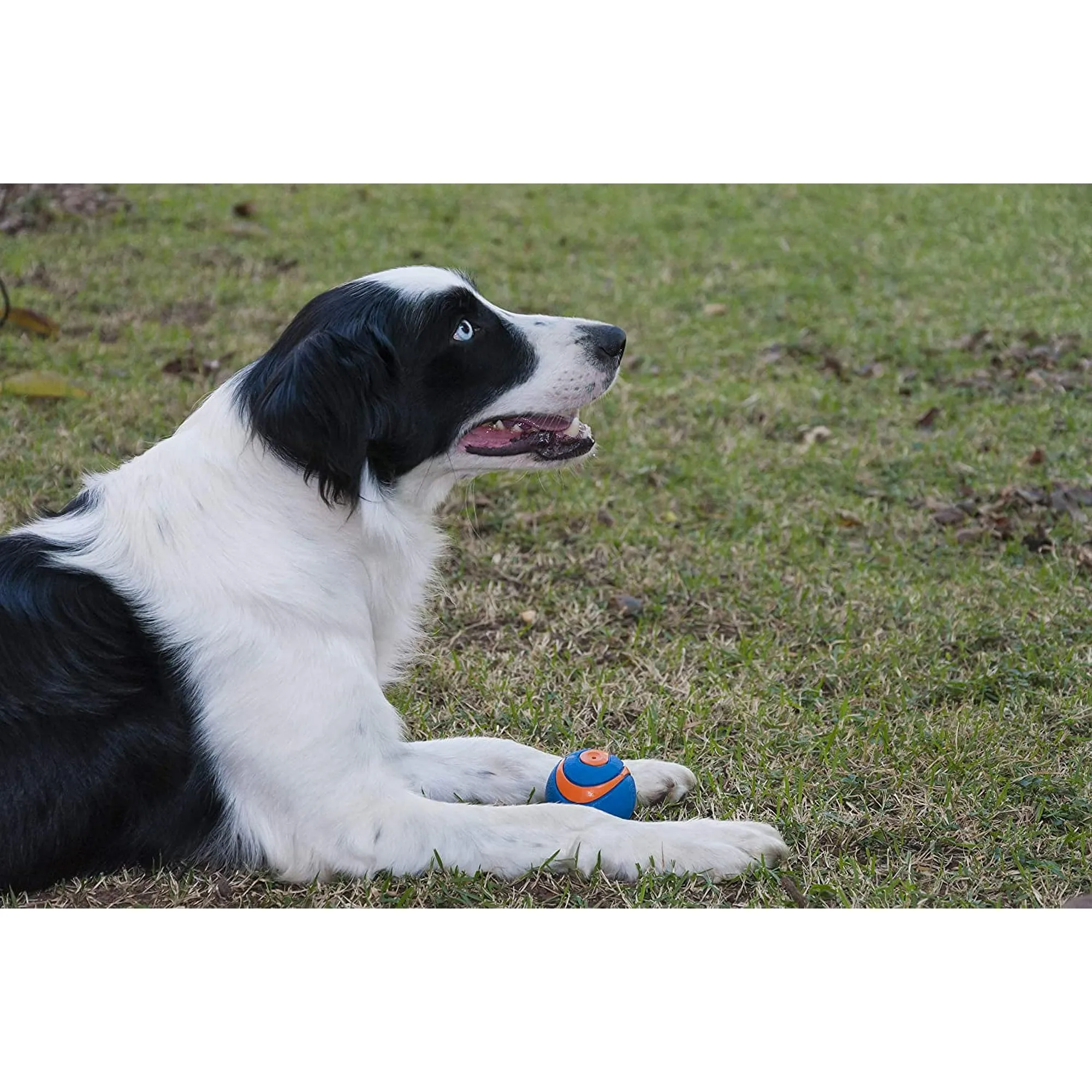 Ultra Squeaker Ball Dog Toy - Small / Medium / Large
