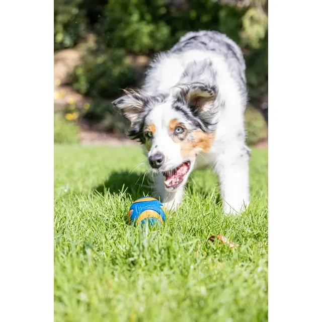 Ultra Squeaker Ball Dog Toy - Small / Medium / Large